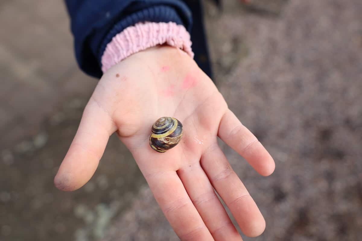 Handfläche mit einer kleinen Schnecke darauf